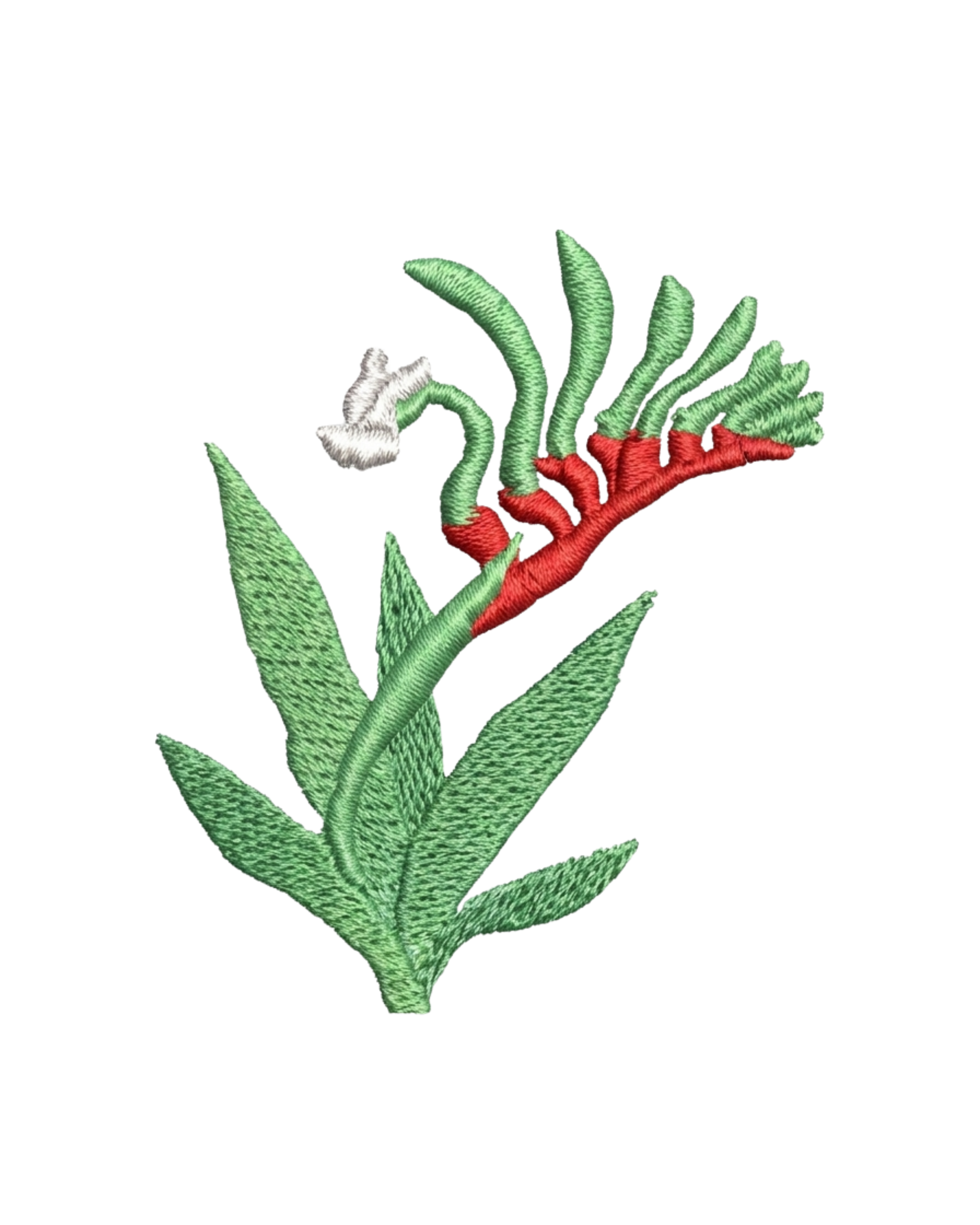 Kangaroo Paw